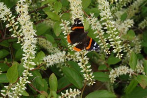 Butterfly In The Butterfly Bush