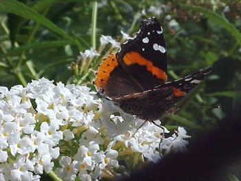 Red Admiral Butterfly