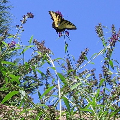 Garden: Monarch on Butterfly Bush