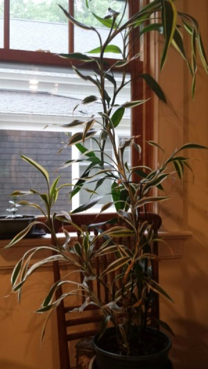 tall plant with variegated leaves