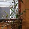 tall plant with variegated leaves