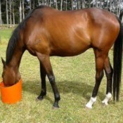 Logan (Thoroughbred)