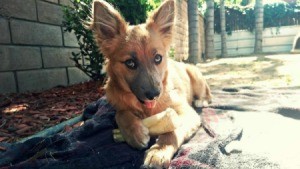light brown dog with big ears