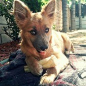 light brown dog with big ears