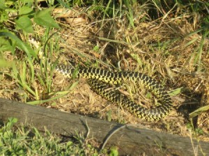intricately patterned yellow and black snake