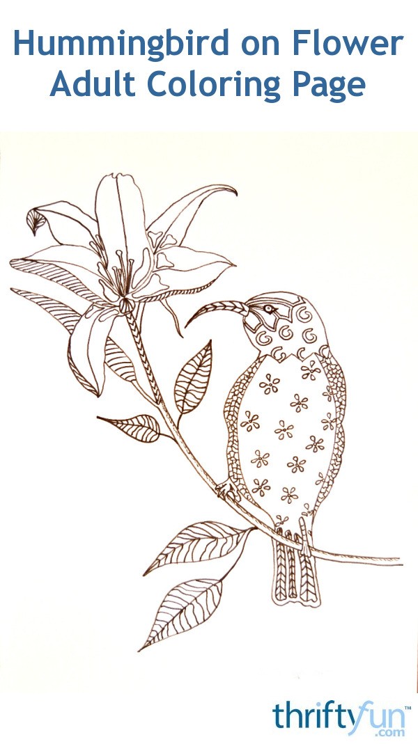 Hummingbird on Flower Adult Coloring Page | ThriftyFun