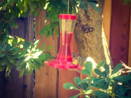 Squirrel on hummingbird feeder