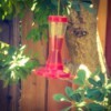 Squirrel on hummingbird feeder