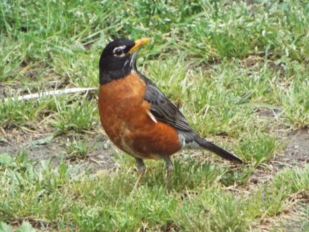 closeup of a robin