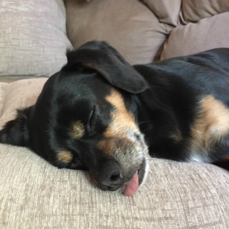 sleeping black and tan dog