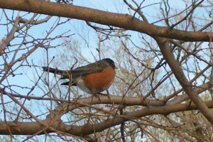Robin on tree branch