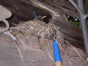 robin in nest
