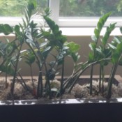 thick stemmed green plant with oval leaves
