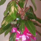 Identifying a Houseplant