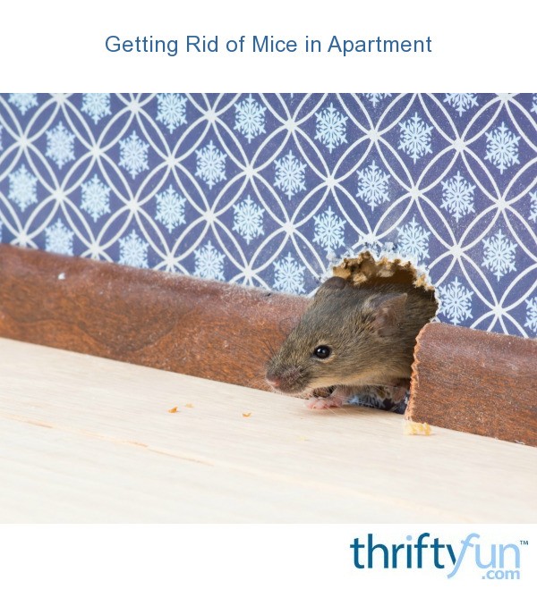 Getting Rid of Mice in an Apartment? | ThriftyFun