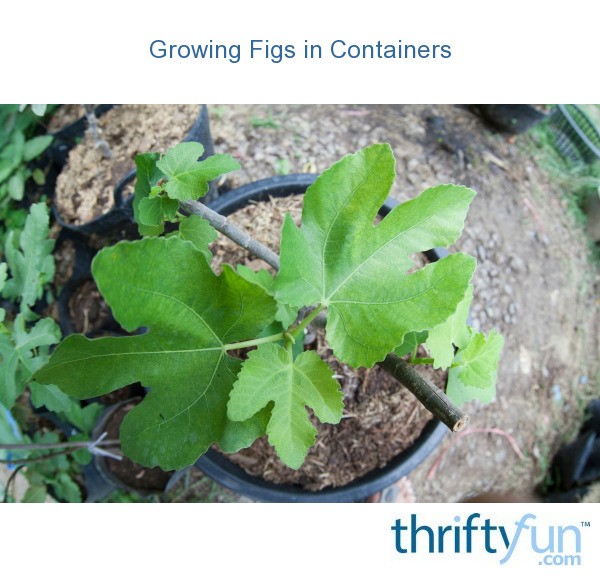 Container Fig Growing Figs in Containers | ThriftyFun