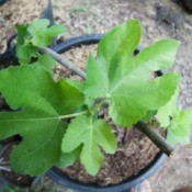 Fig Tree in a pot viewed from above