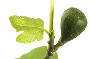 Branch with a green fig and some young leaves against a white background