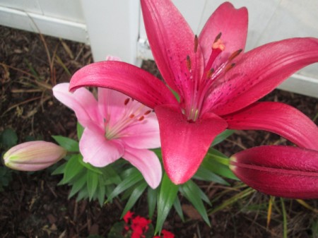 light and dark pink lily flowers