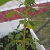 What Is This Garden Plant?