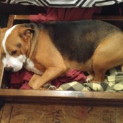 tri-colored dog lying in its bed