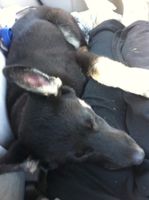 black dog laying on owner's lap
