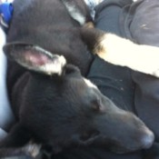 black dog laying on owner's lap