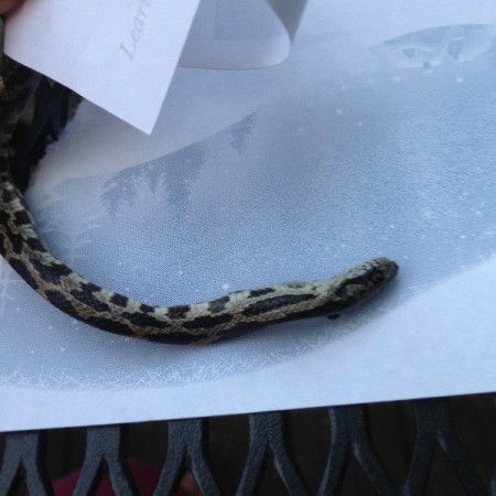 What Is This Snake?