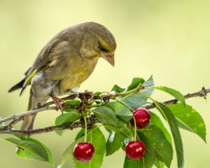 Bird on a branch with red cherries