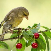 Bird on a branch with red cherries
