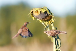 Sparrows taking the seeds from a sunflower