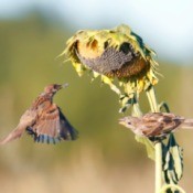 Sparrows taking the seeds from a sunflower