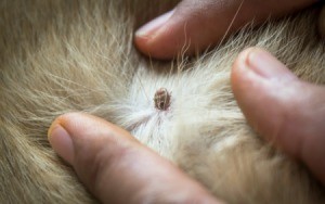 hands spreading dogs fur so a tick can be seen