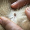 hands spreading dogs fur so a tick can be seen