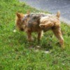 Yorkshire Terrier peeing on grass