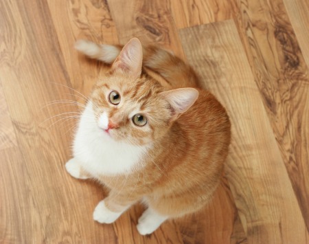 Orange tabby cat on wooden floor looking up