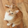 Orange tabby cat on wooden floor looking up