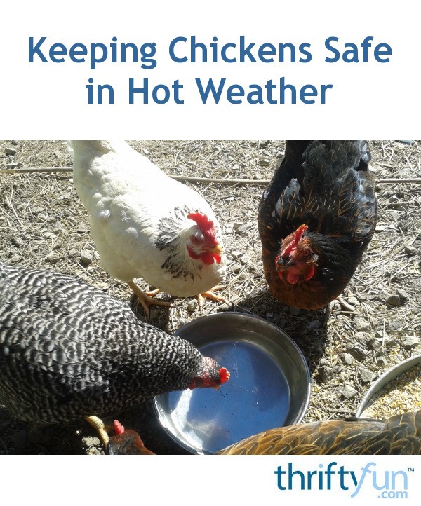 Keeping Chickens Safe in Hot Weather ThriftyFun