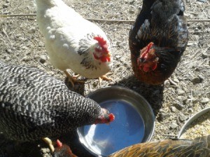 chickens drinking from a bowl of water