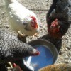 chickens drinking from a bowl of water