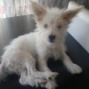 small wiry haired white dog with ears up