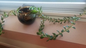 vining plant
