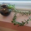 vining plant