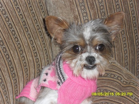 tricolor dog wearing a pink sweater