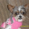 tricolor dog wearing a pink sweater