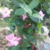 pink flowering plant - probably mandevilla