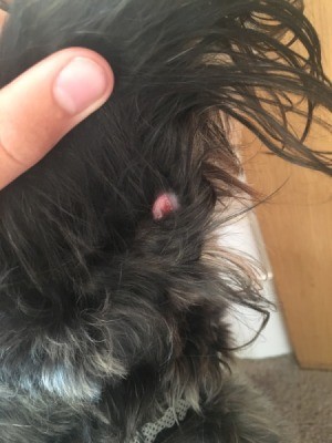pink bump on dog's ear