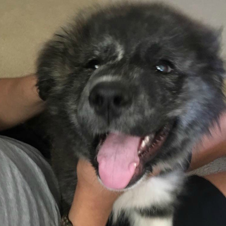  what breed is my dog thriftyfun