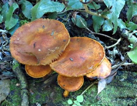 South African mushrooms