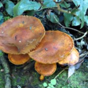 South African mushrooms